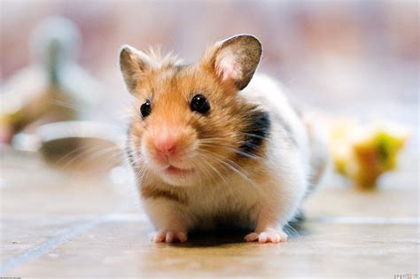 hamestr|Hamster 